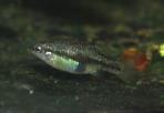 Xenotoca lyonsi