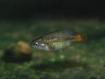 Xenotoca lyonsi