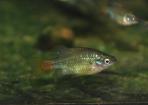 Xenotoca lyonsi