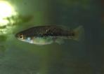 Allotoca maculata