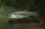 Xenotoca melanosoma