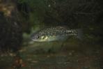Xenotoca melanosoma