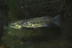 Xenotoca melanosoma