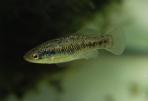 Xenotoca melanosoma