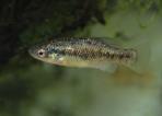 Xenotoca melanosoma