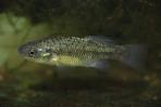 Xenotoca melanosoma