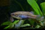 Allotoca dugesii 
