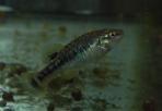 Allodontichthys tamazulae