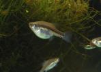 Skiffia multipunctata