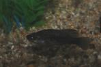 Xenotoca melanosoma