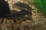 Xenotoca melanosoma