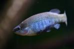 Allotoca dugesii 