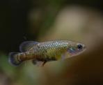 Allotoca dugesii 