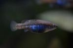 Allotoca dugesii 