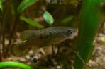 Allotoca dugesii