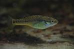 Allodontichthys tamazulae