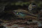 Allodontichthys tamazulae