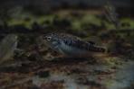 Allodontichthys tamazulae