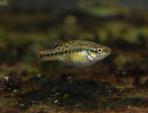 Allodontichthys tamazulae