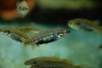 Allotoca dugesii 