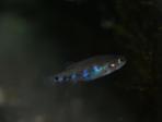 Allotoca maculata