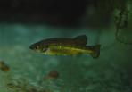 Allotoca dugesii 
