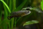 Allotoca dugesii