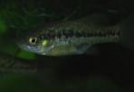 Alloophorus robustus