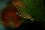 Allotoca dugesii 