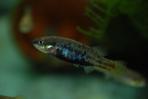 Allotoca dugesii 