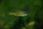 Allotoca dugesii
