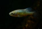 Allotoca dugesii