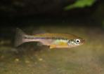 Ilyodon furcidens