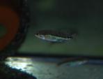 Allotoca maculata