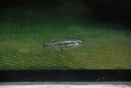 Xenotoca variata