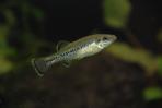 Ilyodon whitei