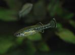 Ilyodon whitei
