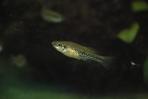 Ilyodon whitei