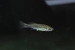Ilyodon whitei