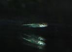 Allotoca maculata