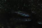 Allotoca zacapuensis