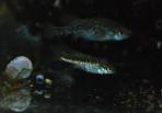 Allotoca zacapuensis