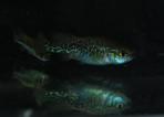 Allotoca zacapuensis