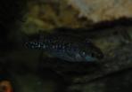 Allotoca zacapuensis