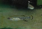 Ilyodon whitei