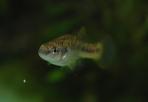 Allodontichthys polylepis