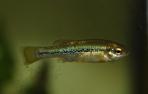 Ilyodon whitei