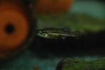 Allotoca dugesii 