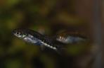 Allotoca zacapuensis