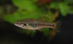 Allodontichthys zonistius